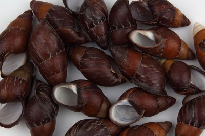 HELYCOSTYLA MINDORENSIS