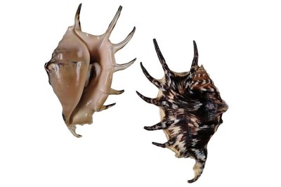 LAMBIS LAMBIS SCHWARZ