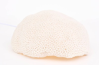 Korallenlampe