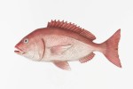 Figurine de poisson