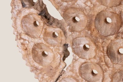 Panell coral CANBERRA