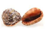 Muschelschale Cypraecassis rufa dekorieren