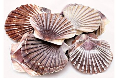 petxina Vieira plana per decorar