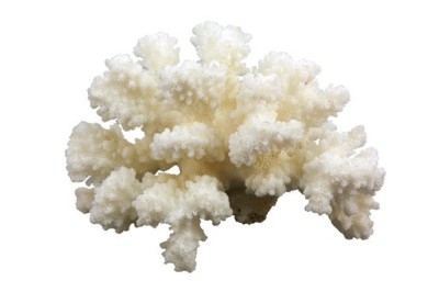 coral Choral Pocillop grown in the sea