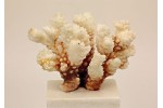 coral Coral Pocillopora de decoración marina