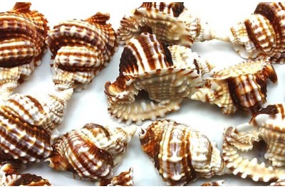 25 Ein. DISTORSIO ANUS