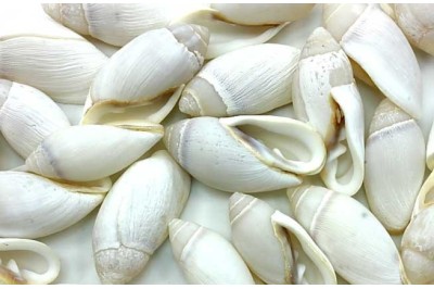 25 un. ELLOBIUM AURISJUDAE