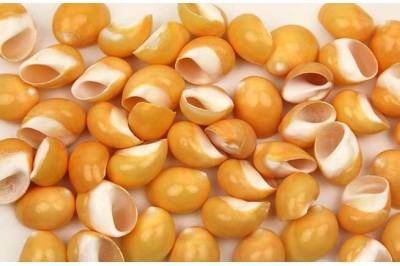 24 un. POLINICES ORANGE PULIDA