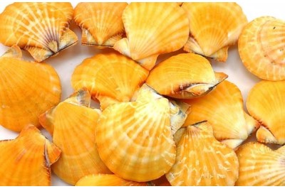 25 un. VEXILLIUM STRIATUS ORANGE