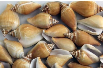 50 un. STROMBUS CANARIUM