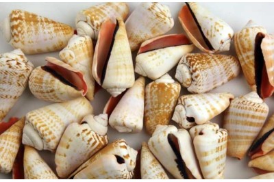 50 un. STROMBUS LUHUANUS