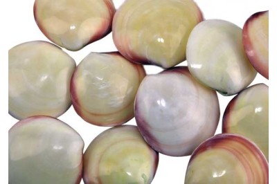 25 uno CODAKIA TIGRINA LUCIDA per decorazione marina