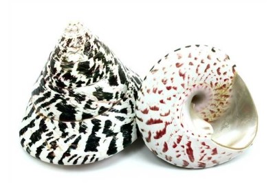 1 un. TROCHUS NILOTICUS, PULIDO per decorar