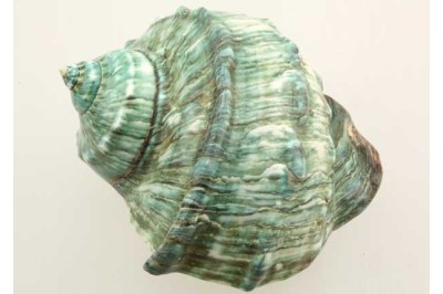 1 uno TURBO MARMORATUS, LUCIDO per decorare