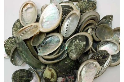 2 Kg. HALIOTIS PULCHERINA per decorar