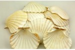 48 un. VIEIRA (IRIS SCALLOP)