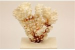 2 un. Choral Pocillopora