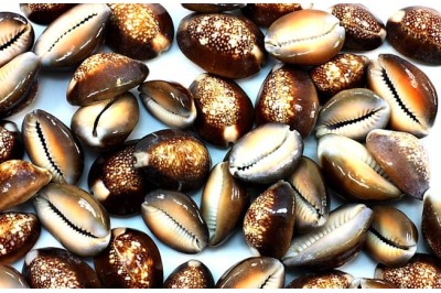 50 un. CYPRAEA CAPUTSERPENTIS