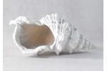 Coquillage en résine