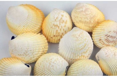 12 un. CARDIUM YELLOW