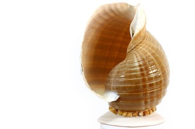 TONNA OLEARUM MIT BASE