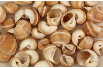 50 un. POLINICES FLUCTUATA