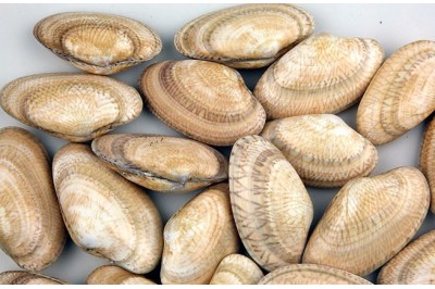 25 un. PAPHIA JAPONICA