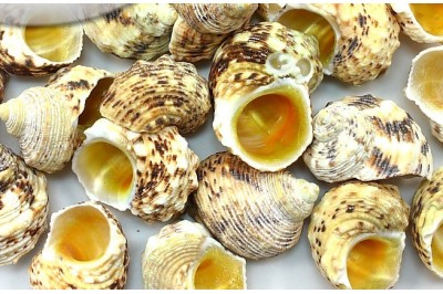 1 Kg. TURBO GOLDMOUTH