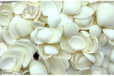 2 Kg. ALMEJA TELLINA WHITE