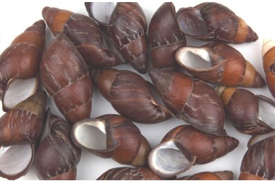 100 un. HELYCOSTYLA MINDORENSIS