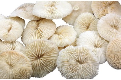 24 un. Corail FUNGIA-CITES