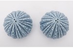 Salt and Pepper shaker Sea urchin