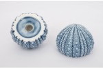 Salt and Pepper shaker Sea urchin