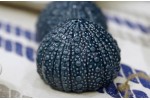 Salt and Pepper shaker Sea urchin