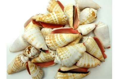 50 un. STROMBUS LUHUANUS