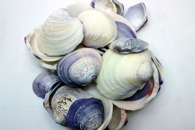 VIOLET CLAM